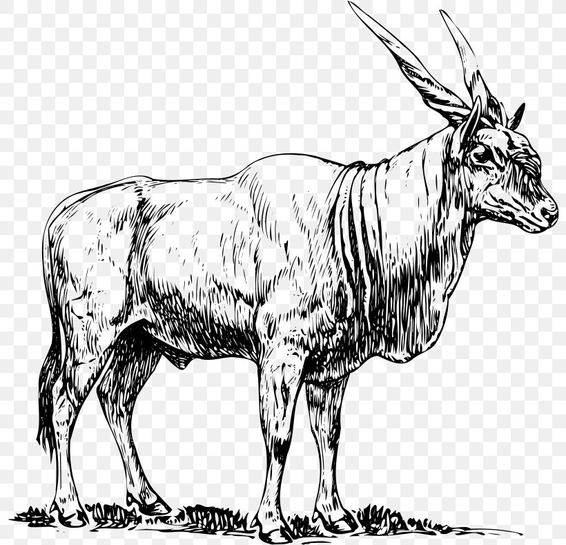 Common Eland Antelope Drawing Clip Art, PNG, 800x789px, Common Eland, Antelope, Art, Black And White, Bull Download Free