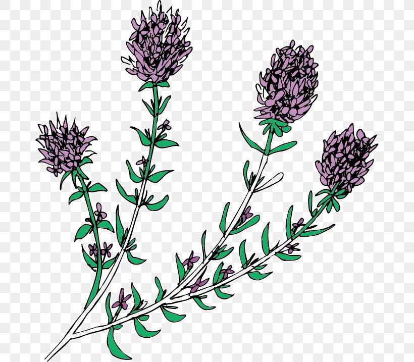 English Lavender, PNG, 680x717px, English Lavender, Branch, Flora, Flower, Flowering Plant Download Free