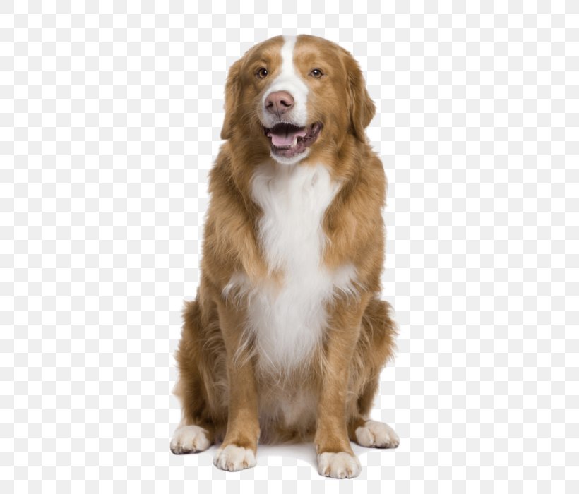 Nova Scotia Duck Tolling Retriever German Shepherd Dog Breed Pet Sitting Rough Collie, PNG, 400x700px, Nova Scotia Duck Tolling Retriever, Carnivoran, Companion Dog, Dog, Dog Breed Download Free