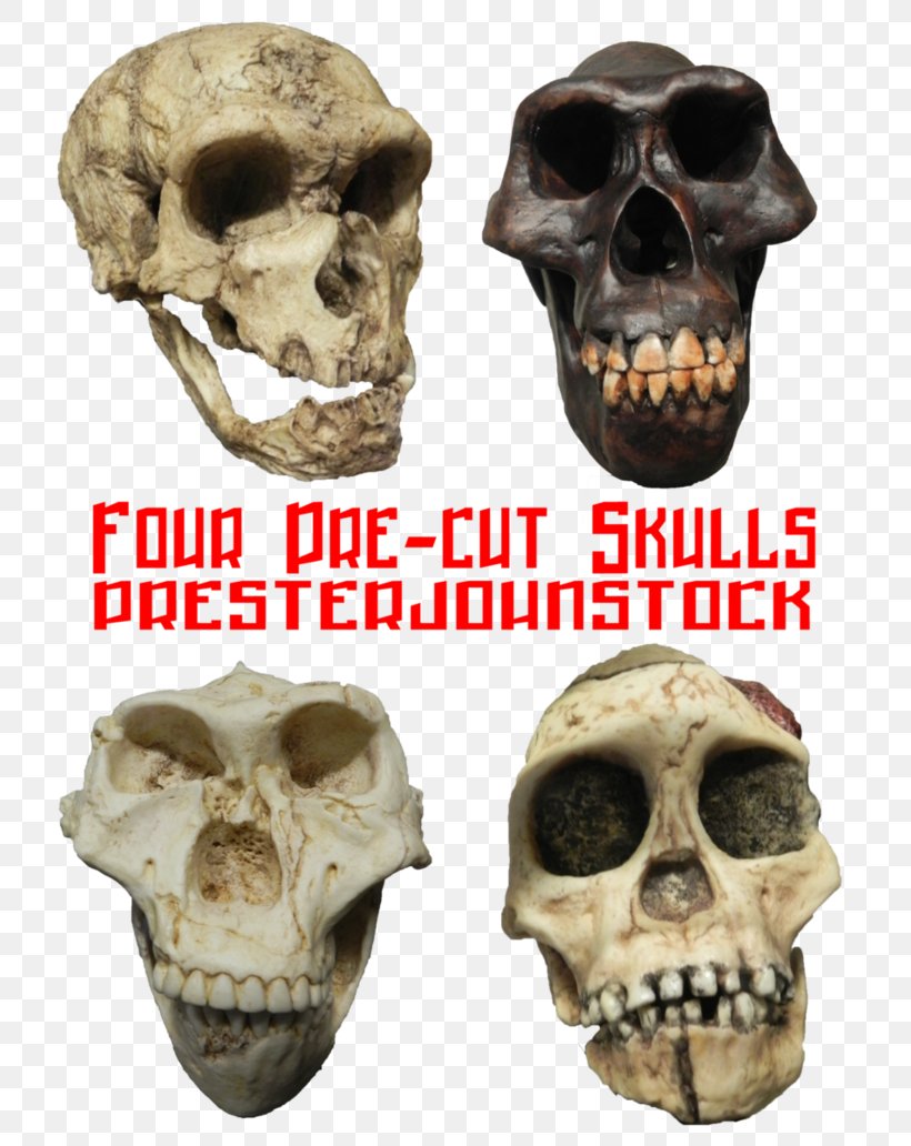Skull Skeleton DeviantArt Stock.xchng Stock Photography, PNG, 774x1032px, Skull, Art, Artist, Bone, Deviantart Download Free