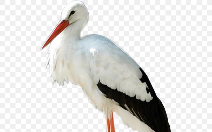 White Stork Bird Psd JPEG, PNG, 512x512px, White Stork, Beak, Bird, Ciconia, Ciconiiformes Download Free