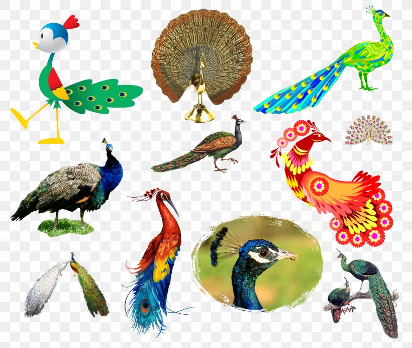 Bird Peafowl, PNG, 2156x1820px, Bird, Albom, Animal, Beak, Cartoon Download Free