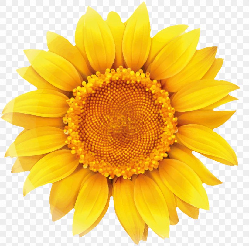 Common Sunflower Clip Art Image Vector Graphics Sunflower Seed, PNG, 846x836px, Common Sunflower, Daisy Family, Flower, Flowering Plant, Petal Download Free