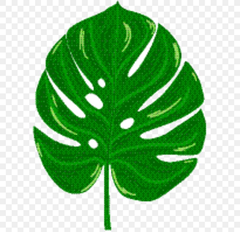 Green Leaf Background, PNG, 610x795px, Leaf, Botany, Green, Plant, Tree Download Free