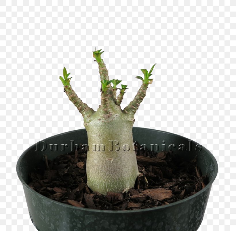 Houseplant Flowerpot Plant Stem Tree, PNG, 800x800px, Houseplant, Flowerpot, Plant, Plant Stem, Tree Download Free