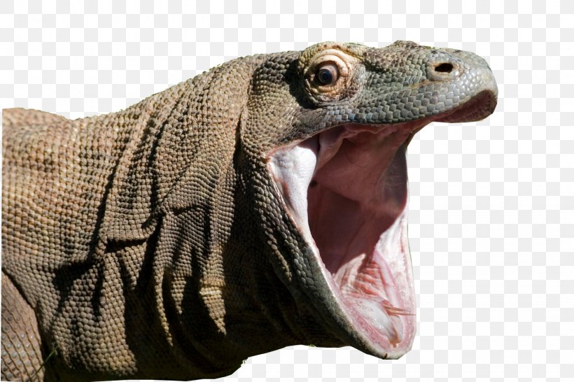 Komodo Dragon Lizard Reptile Indonesia, PNG, 1536x1024px, Komodo Dragon, Animal, Dragon, Fang, Fauna Download Free