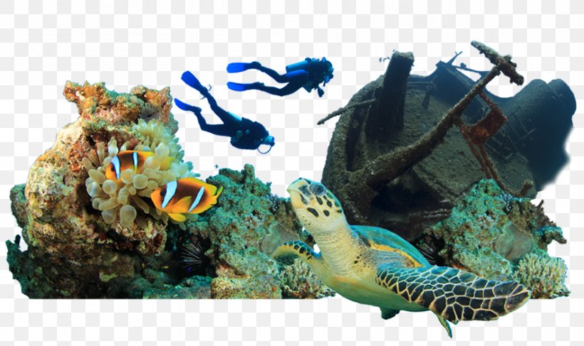 Scuba Set Scuba Diving Underwater Professional Association Of Diving Instructors Scholḗ, PNG, 885x526px, Scuba Set, Fauna, Gift, Marine Biology, Organism Download Free
