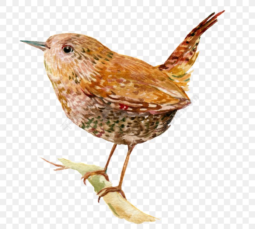 Wren Bird Illustration Image Stock Photography, PNG, 780x737px, Wren, Beak, Bird, Carolina Wren, Creative Work Download Free