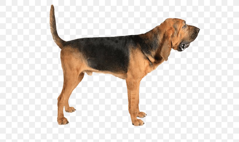 Beagle-Harrier Bloodhound Redbone Coonhound Black And Tan Coonhound Treeing Walker Coonhound, PNG, 567x489px, Beagleharrier, Beagle Harrier, Black And Tan Coonhound, Bloodhound, Carnivoran Download Free