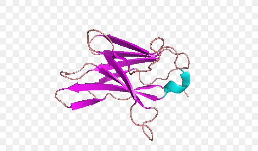 CD8 T Cell Cluster Of Differentiation Receptor, PNG, 640x480px, Cd8, Body Jewelry, Cell, Cluster Of Differentiation, Cytotoxic T Cell Download Free