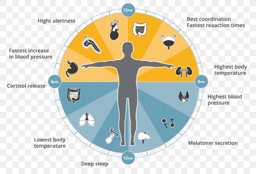 Chronobiology Sleep Organism Clock Genetics, PNG, 922x630px, Chronobiology, Agy, Ayurveda, Clock, Diagram Download Free