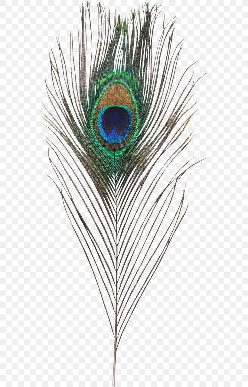 Feather Plume De Paon Peafowl Clip Art, PNG, 560x1280px, Feather, Bird, Close Up, Computer Software, Digital Image Download Free