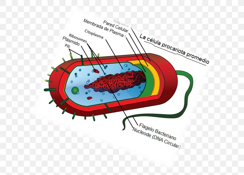 Prokaryote Cell Theory Biology Cell Type, PNG, 653x588px, Prokaryote, Animal, Bacteria, Biology, Cell Download Free