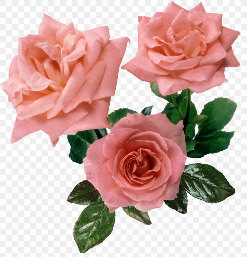 Rose Desktop Wallpaper Pink Clip Art, PNG, 3942x4110px, Rose, Artificial Flower, China Rose, Color, Cut Flowers Download Free