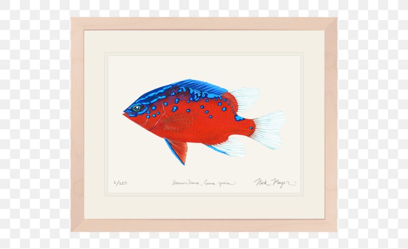 Santa Catalina Island California Sheephead Garibaldi Giant Sea Bass Fish, PNG, 600x501px, Santa Catalina Island, Art, Art Paper, Artwork, California Download Free