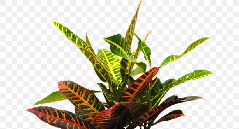Tropics Plants Adobe Photoshop Tropical Garden, PNG, 650x444px, Tropics, Aquarium Decor, Crotons, Flower, Flowerpot Download Free
