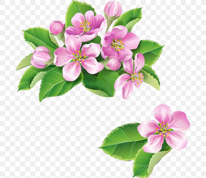 Blossom Flower Clip Art, PNG, 696x706px, Blossom, Apple, Branch, Cherry Blossom, Cut Flowers Download Free