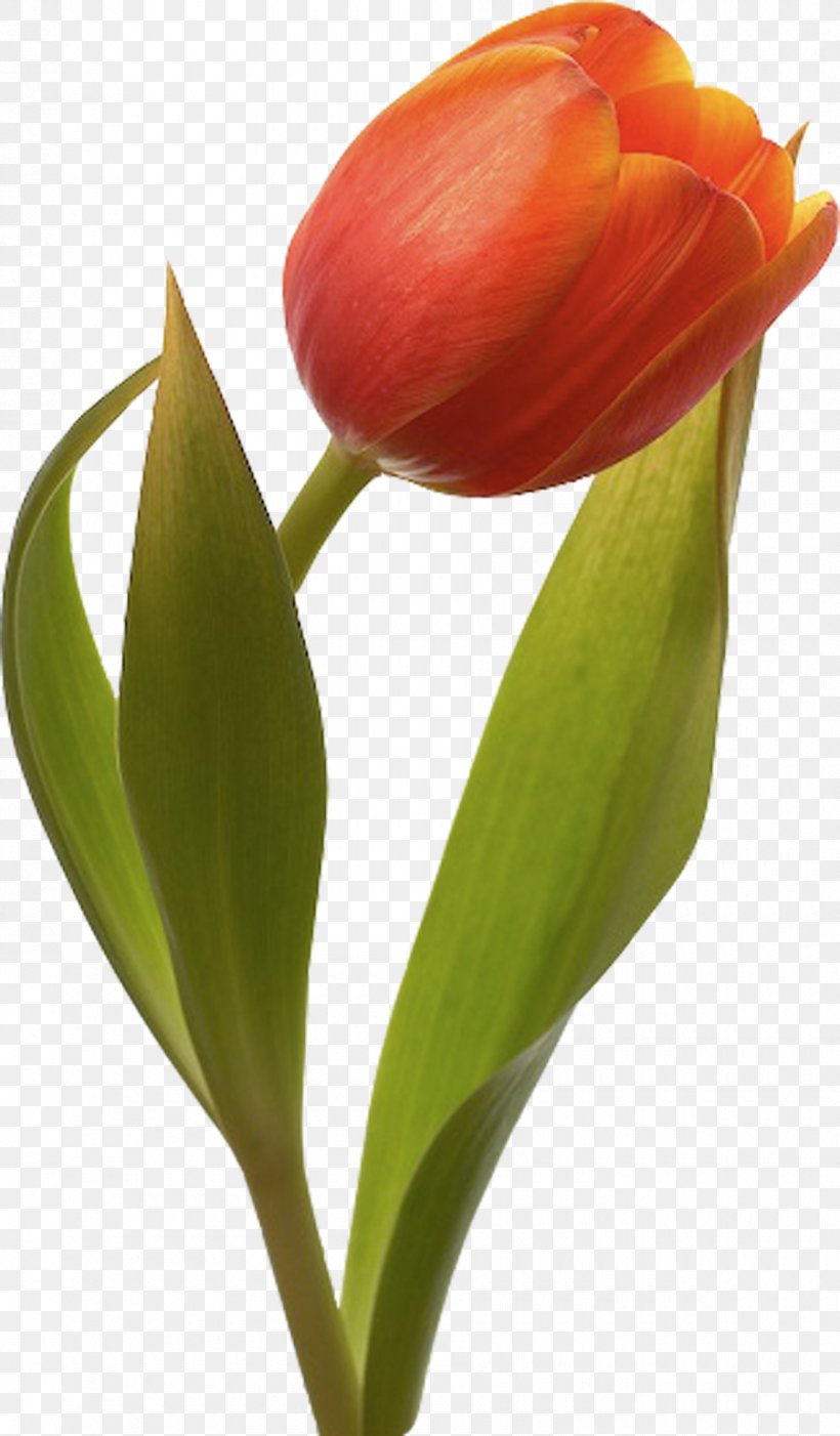 Tulip Mania Flower Bouquet Garden Roses, PNG, 900x1539px, Tulip, Bud, Bulb, Cut Flowers, Dianthus Download Free