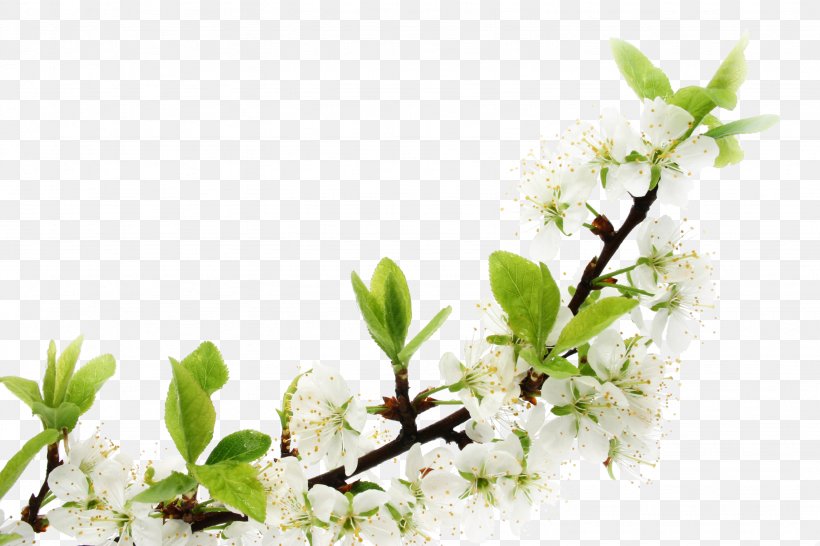 Holiday Greetings New Year Nowruz Iran U0642u0627u0646u0648u0646 U0637u0628, PNG, 3072x2048px, Holiday Greetings, Agy, Blossom, Branch, Carekit Download Free