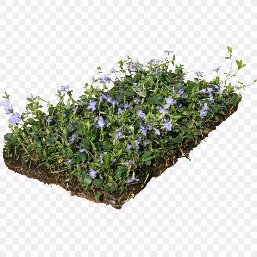 Myrtle Groundcover Perennial Plant Evergreen Dwarf Lilyturf, PNG, 1000x1000px, Myrtle, Dwarf Lilyturf, Evergreen, Flowerpot, Grass Download Free