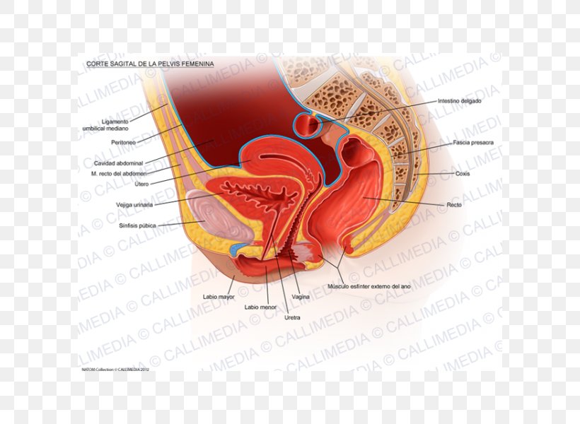 Pelvic Floor Perineum Pelvis Anatomy Woman, PNG, 600x600px, Watercolor, Cartoon, Flower, Frame, Heart Download Free