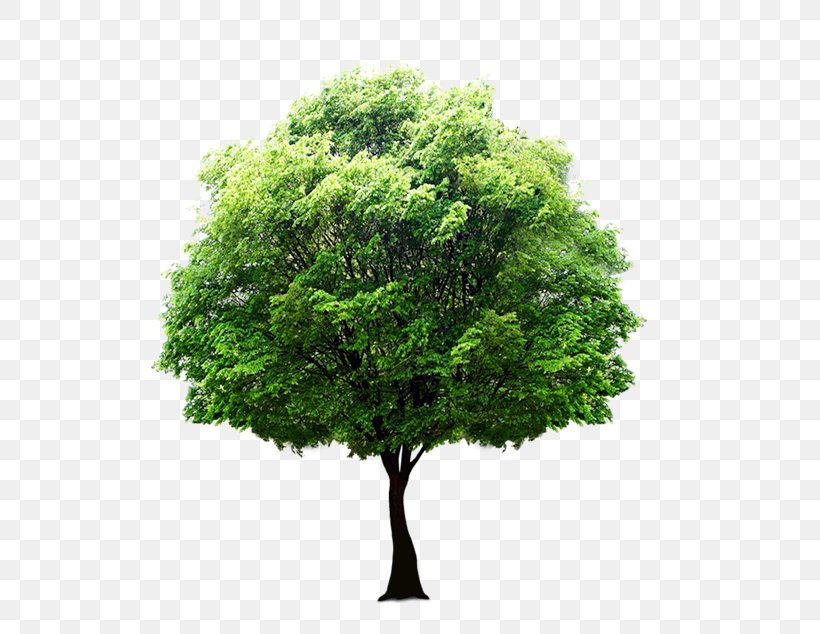 Tree Clip Art Image Transparency, PNG, 568x634px, Tree, Birch, Branch, Evergreen, Fir Download Free