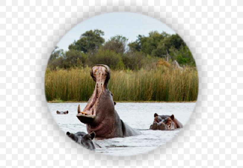 Victoria Falls Okavango Delta Namibia Cuando River Safari, PNG, 600x567px, Victoria Falls, Africa, Botswana, Cuando River, Fauna Download Free