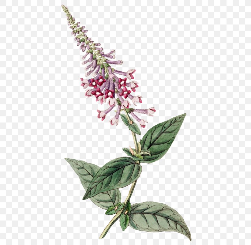 Designer Plant, PNG, 463x800px, Designer, Flower, Flowering Plant, Herb, Herbalism Download Free