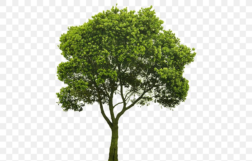 Tree Shrub Rendering Clip Art, PNG, 500x523px, Tree, Branch, Conifers, Cottonwood, Evergreen Download Free
