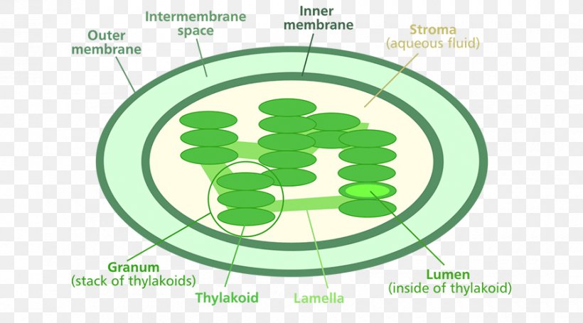 Chlorophyll A Chloroplast Photosynthesis Diagram, PNG, 900x500px, Chlorophyll, Area, Biological Pigment, Biology, Brand Download Free