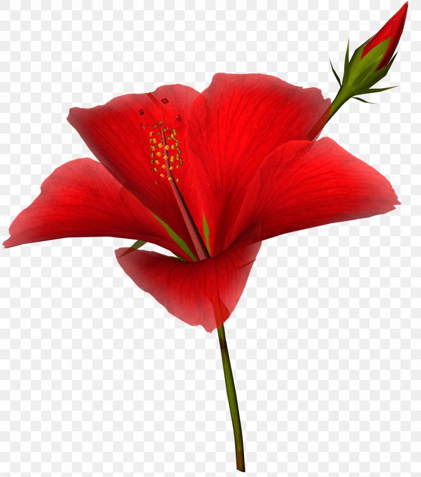 Clip Art, PNG, 1500x1700px, Animation, Adobe Flash, Close Up, Coquelicot, Cut Flowers Download Free