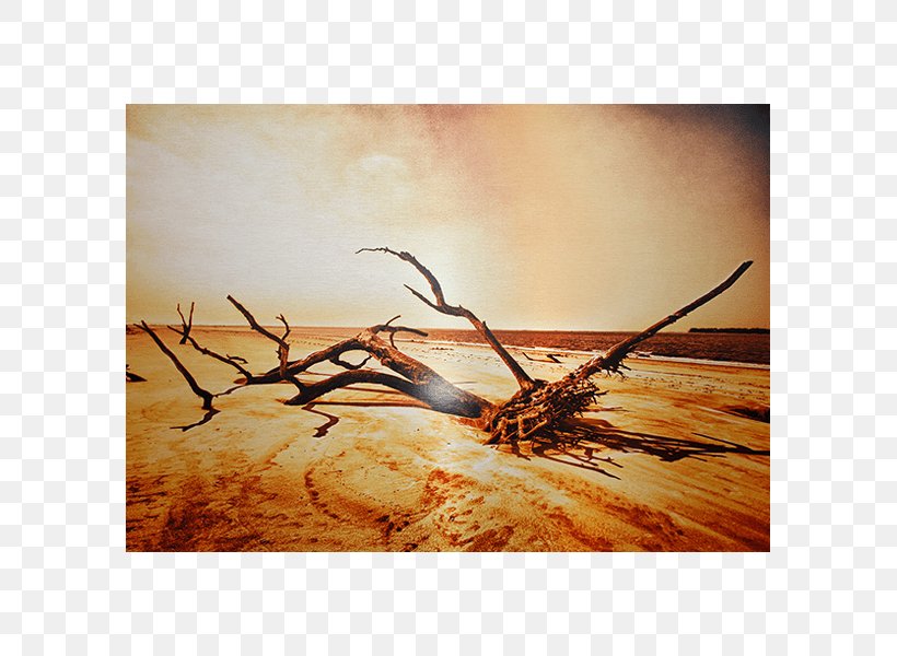 Driftwood Beach Printing Lake Canvas Print Work Of Art, PNG, 600x600px, Printing, Aluminium, Beach, Branch, Brushed Metal Download Free