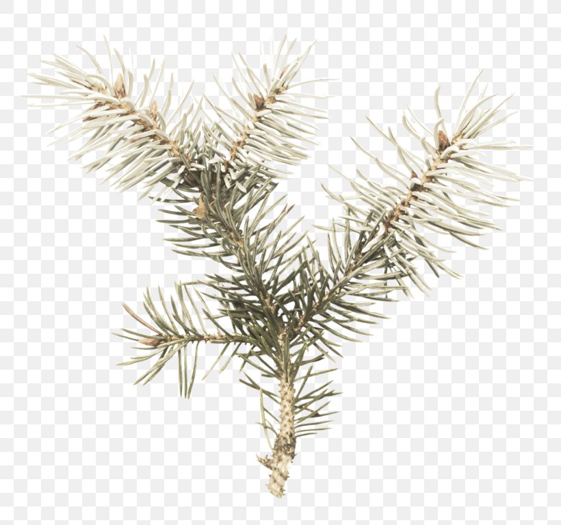 Fir Spruce Christmas Ornament Pine, PNG, 800x767px, Fir, Branch, Christmas, Christmas Ornament, Commodity Download Free