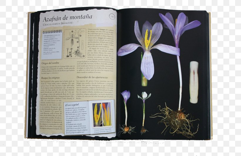 Herbario De Plantas Silvestres Herbarium Éditions Larousse Author, PNG, 800x532px, 2012, Herbarium, Album, Author, Book Download Free