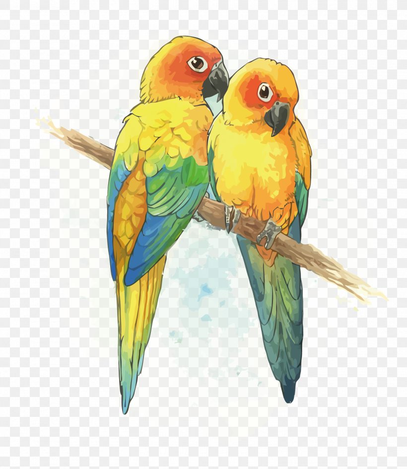 Budgerigar Lovebird Parrot Lories And Lorikeets, PNG, 1500x1730px, Budgerigar, Beak, Bird, Common Pet Parakeet, Conure Download Free