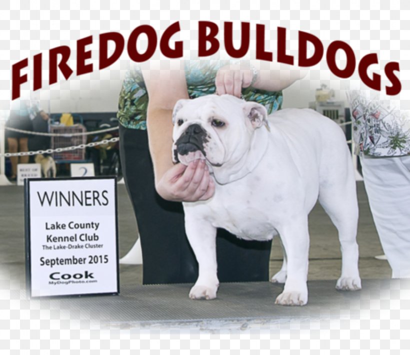 Dorset Olde Tyme Bulldogge Olde English Bulldogge American Bulldog Toy Bulldog White English Bulldog, PNG, 872x757px, Dorset Olde Tyme Bulldogge, American Bulldog, Breed, British Bulldogs, Bulldog Download Free