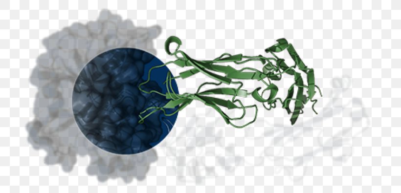 Epitope Paratope Antigen-antibody Interaction, PNG, 768x395px, Epitope, Antibody, Antigen, Antigenantibody Interaction, Beryllium Download Free