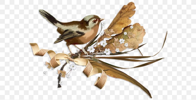House Sparrow Bird, PNG, 600x421px, House Sparrow, American Sparrows, Autumn, Beak, Bird Download Free