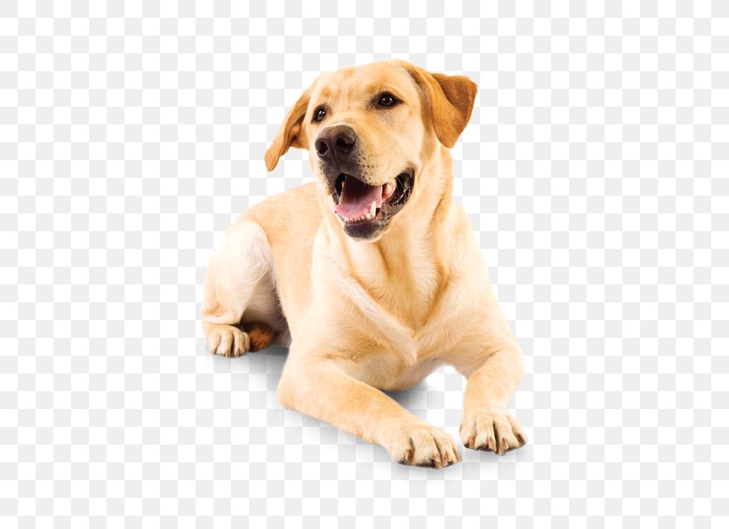 Labrador Retriever Puppy Companion Dog Pet Shop Dog Breed, PNG, 521x595px, Labrador Retriever, Animal, Brush, Carnivoran, Companion Dog Download Free
