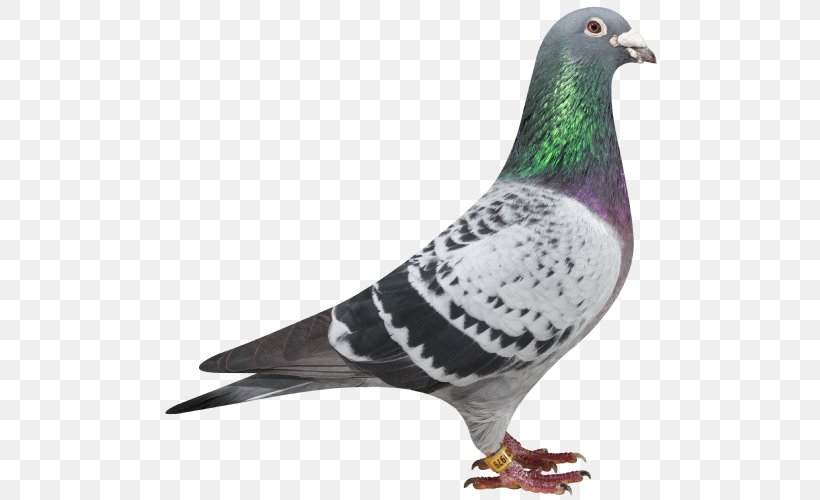 Racing Homer Columbidae Homing Pigeon, PNG, 500x500px, Racing Homer, Bald Eagle, Beak, Bird, Columbidae Download Free