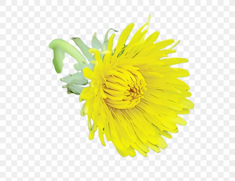 Yellow Flower Plant Dandelion Flowering Plant, PNG, 2276x1756px, Watercolor, Cut Flowers, Dandelion, Flower, Flowering Plant Download Free