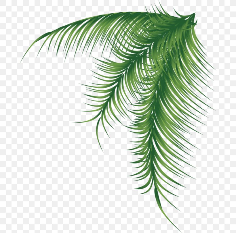 Arecaceae Palm Branch Leaf, PNG, 684x811px, Arecaceae, Arecales, Branch, Coconut, Color Download Free
