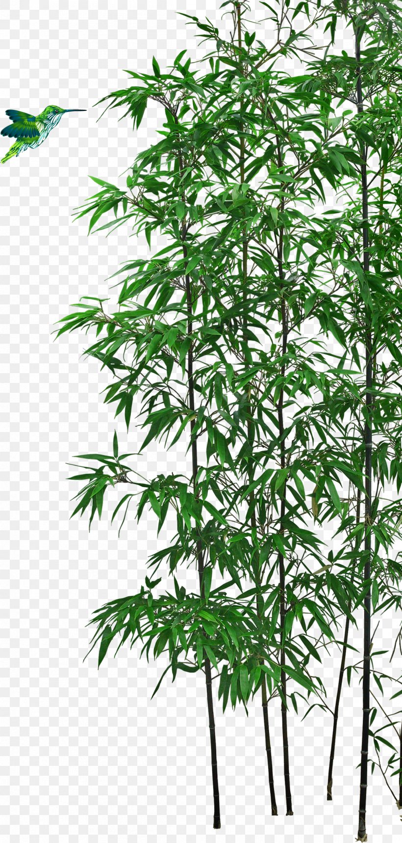 Bamboo Bonsai Tree, PNG, 1201x2515px, Bamboo, Bonsai, Branch, Brush Pot, Dizi Download Free