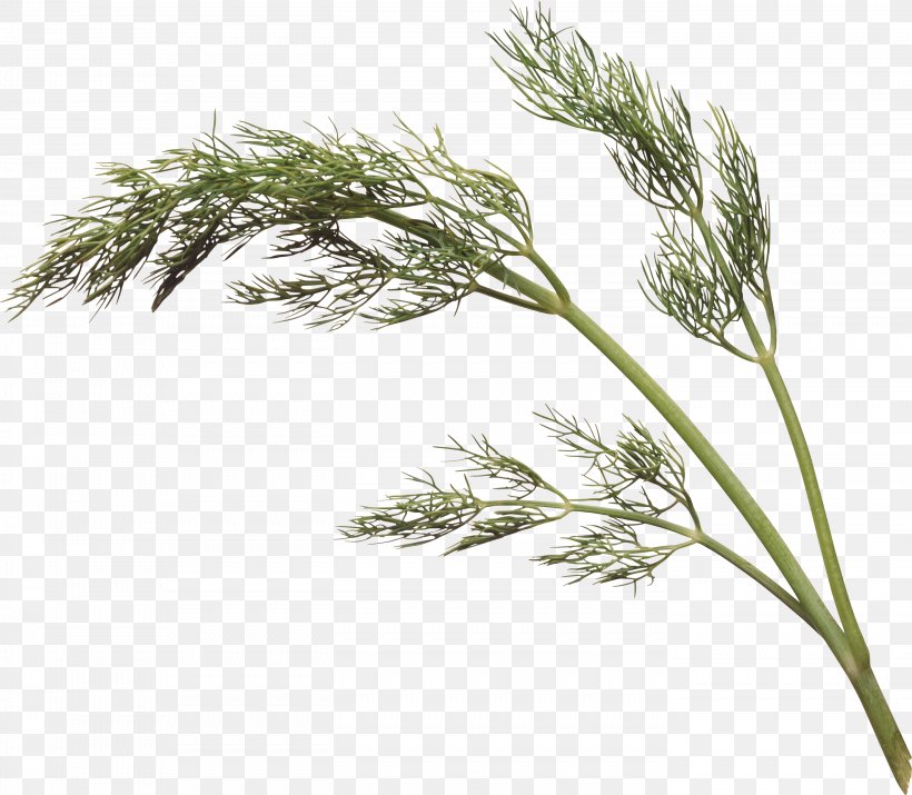 Dill Parsley Cumin Herb Coriander, PNG, 2788x2432px, Dill, Branch, Casuarina, Commodity, Condiment Download Free