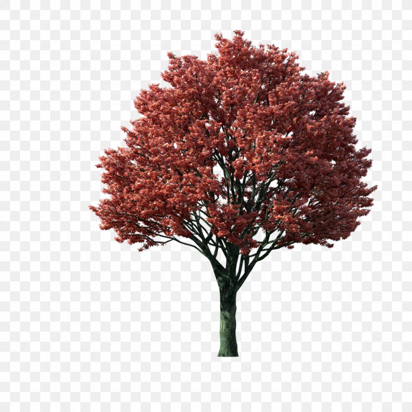 Japanese Maple Acer Japonicum Tree Clip Art, PNG, 1024x1024px, Japanese Maple, Acer Japonicum, Autumn, Autumn Leaf Color, Branch Download Free
