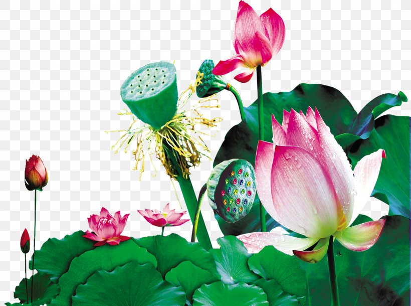 Lotus Pictures, PNG, 1985x1479px, Nelumbo Nucifera, Annual Plant, Aquatic Plant, Bud, Creativity Download Free