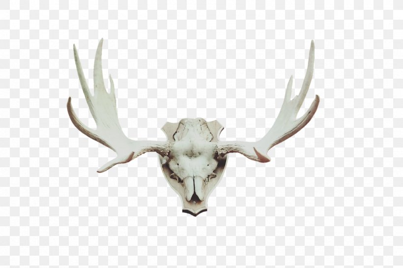 Red Deer Moose Antler Horn, PNG, 1280x852px, Deer, Antler, Deer Hunting, Elk, Horn Download Free