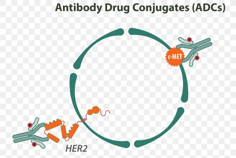 Antibody-Drug Conjugates Immune System Monoclonal Antibody, PNG, 768x549px, Antibody, Antibodydrug Conjugate, Antigen, Area, Bispecific Monoclonal Antibody Download Free