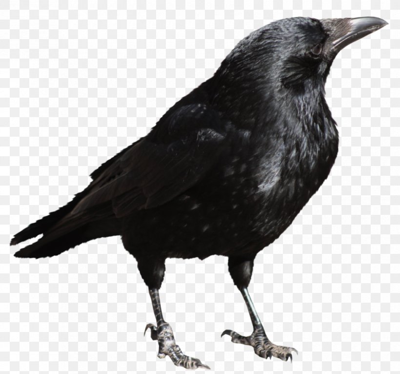 Crow Desktop Wallpaper Clip Art, PNG, 840x785px, Crow, American Crow, Beak, Bird, Black And White Download Free