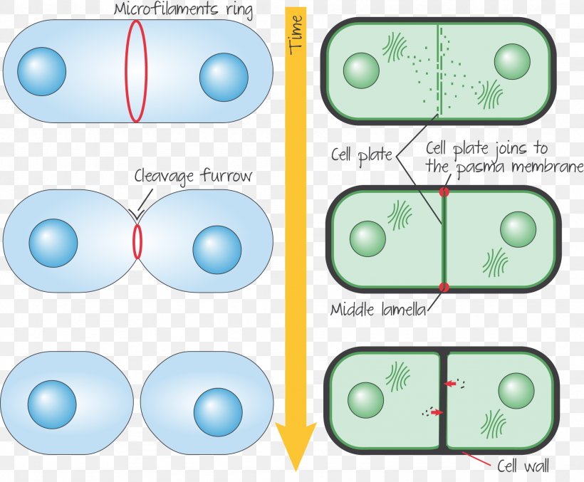 Cytokinesis In Animal Cells Plant Cell Telophase, PNG, 2151x1777px, Cytokinesis, Area, Biology, Cell, Cell Cycle Download Free